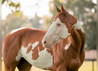 American Paint Horse, Ruin, 11 Jaar, 152 cm, Gevlekt-paard