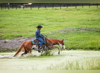 American Paint Horse, Ruin, 11 Jaar, 152 cm, Gevlekt-paard