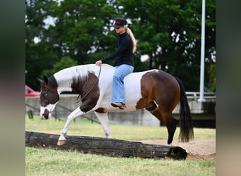 American Paint Horse, Ruin, 11 Jaar, 152 cm, Gevlekt-paard