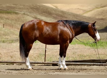 American Paint Horse, Ruin, 11 Jaar, 152 cm, Tobiano-alle-kleuren