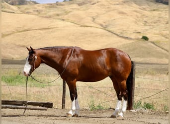 American Paint Horse, Ruin, 11 Jaar, 152 cm, Tobiano-alle-kleuren