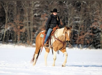 American Paint Horse, Ruin, 11 Jaar, 155 cm, Gevlekt-paard