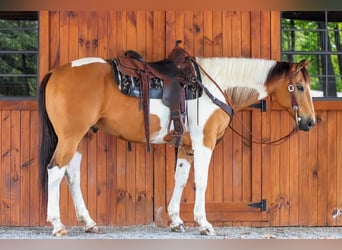 American Paint Horse, Ruin, 11 Jaar, 155 cm, Gevlekt-paard