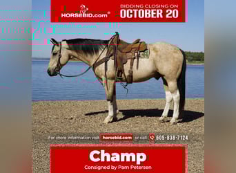 American Paint Horse, Ruin, 11 Jaar, 155 cm, Gevlekt-paard