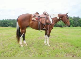 American Paint Horse, Ruin, 11 Jaar, 157 cm, Tobiano-alle-kleuren