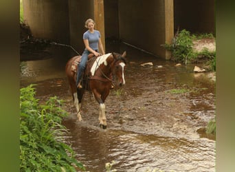 American Paint Horse, Ruin, 11 Jaar, 157 cm, Tobiano-alle-kleuren