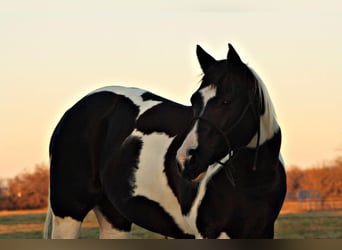 American Paint Horse, Ruin, 11 Jaar, 157 cm, Tobiano-alle-kleuren