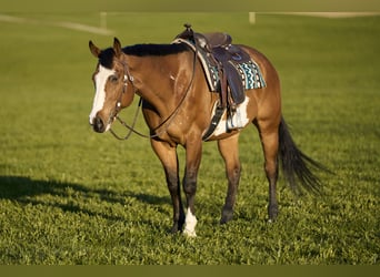 American Paint Horse, Ruin, 11 Jaar, 165 cm, Overo-alle-kleuren