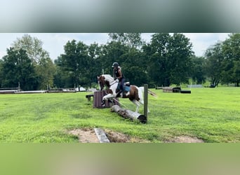 American Paint Horse, Ruin, 11 Jaar, Gevlekt-paard