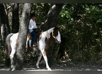 American Paint Horse, Ruin, 11 Jaar, Gevlekt-paard