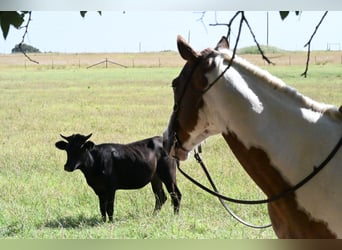 American Paint Horse, Ruin, 11 Jaar, Gevlekt-paard