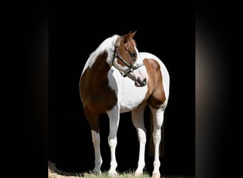 American Paint Horse, Ruin, 11 Jaar, Gevlekt-paard