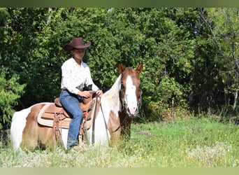 American Paint Horse, Ruin, 11 Jaar, Gevlekt-paard