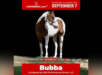 American Paint Horse, Ruin, 11 Jaar, Gevlekt-paard