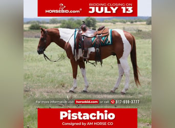 American Paint Horse, Ruin, 11 Jaar, Gevlekt-paard