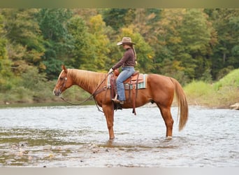 American Paint Horse, Ruin, 11 Jaar, Roodvos