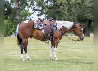 American Paint Horse, Ruin, 12 Jaar, 152 cm, Gevlekt-paard