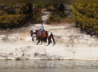 American Paint Horse, Ruin, 12 Jaar, 152 cm, Gevlekt-paard