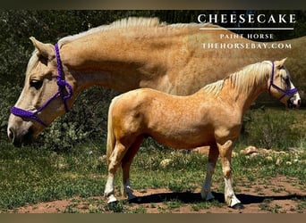 American Paint Horse, Ruin, 12 Jaar, 152 cm, Palomino