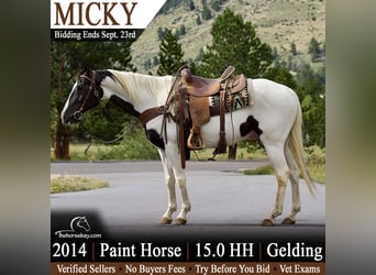 American Paint Horse, Ruin, 12 Jaar, 152 cm, Tobiano-alle-kleuren