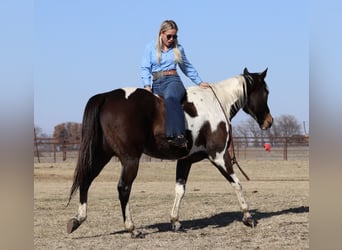 American Paint Horse, Ruin, 12 Jaar, 155 cm, Gevlekt-paard
