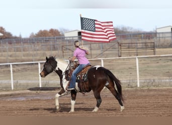 American Paint Horse, Ruin, 12 Jaar, 155 cm, Gevlekt-paard