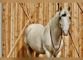 American Paint Horse, Ruin, 12 Jaar, 155 cm, Palomino