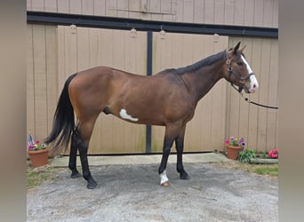 American Paint Horse, Ruin, 12 Jaar, 157 cm, Overo-alle-kleuren