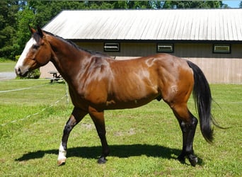 American Paint Horse, Ruin, 12 Jaar, 157 cm, Overo-alle-kleuren