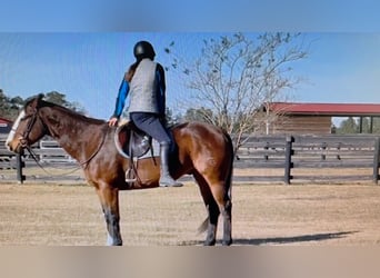 American Paint Horse, Ruin, 12 Jaar, 157 cm, Overo-alle-kleuren