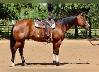 American Paint Horse, Ruin, 12 Jaar, 168 cm, Roodbruin