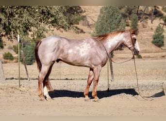 American Paint Horse, Ruin, 12 Jaar, Overo-alle-kleuren