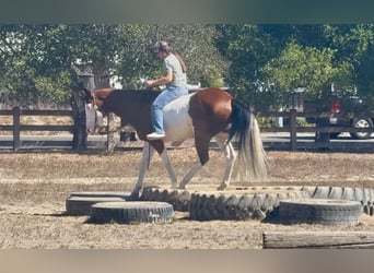 American Paint Horse, Ruin, 13 Jaar, 152 cm, Overo-alle-kleuren