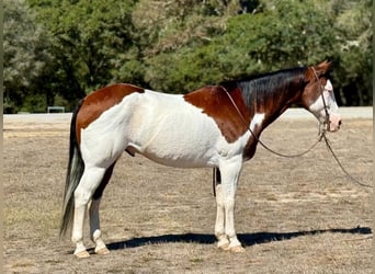 American Paint Horse, Ruin, 13 Jaar, 152 cm, Overo-alle-kleuren