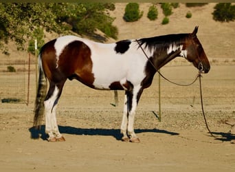 American Paint Horse, Ruin, 13 Jaar, 152 cm, Tobiano-alle-kleuren