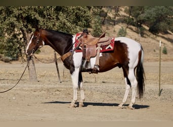 American Paint Horse, Ruin, 13 Jaar, 152 cm, Tobiano-alle-kleuren