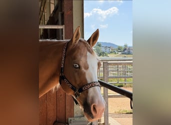 American Paint Horse, Ruin, 13 Jaar, 162 cm, Gevlekt-paard