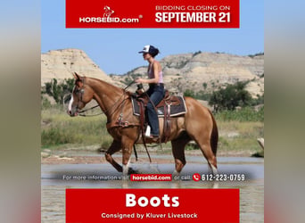 American Paint Horse, Ruin, 13 Jaar, Roodvos