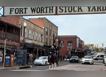 American Paint Horse, Ruin, 14 Jaar, 145 cm, Roan-Bay