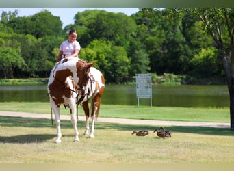 American Paint Horse, Ruin, 14 Jaar, 152 cm, Gevlekt-paard