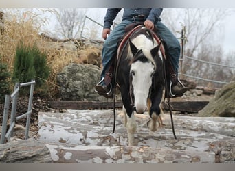 American Paint Horse, Ruin, 14 Jaar, 157 cm, Gevlekt-paard