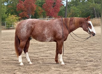 American Paint Horse, Ruin, 14 Jaar, Roodvos