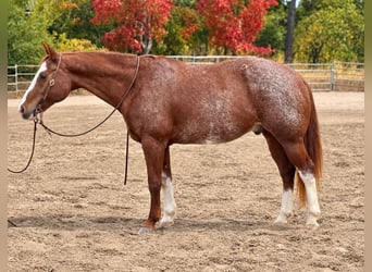 American Paint Horse, Ruin, 14 Jaar, Roodvos