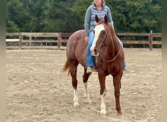 American Paint Horse, Ruin, 14 Jaar, Roodvos