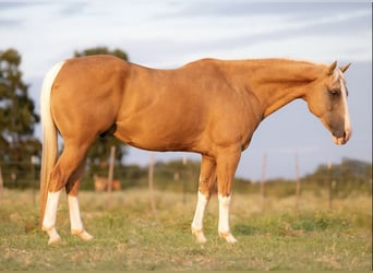American Paint Horse, Ruin, 15 Jaar, 150 cm, Palomino