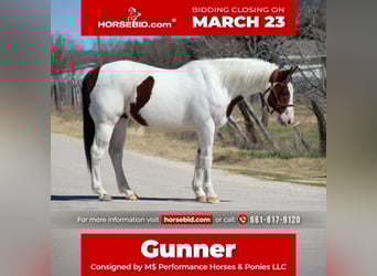 American Paint Horse, Ruin, 15 Jaar, 152 cm, Gevlekt-paard