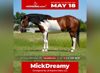 American Paint Horse, Ruin, 15 Jaar, Gevlekt-paard