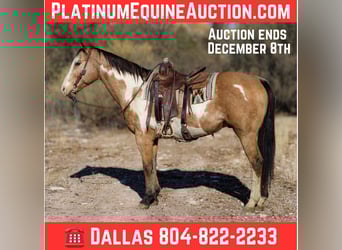 American Paint Horse, Ruin, 16 Jaar, 155 cm, Overo-alle-kleuren