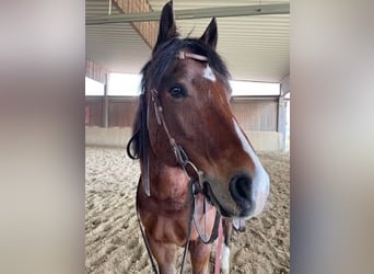 American Paint Horse, Ruin, 17 Jaar, 156 cm, Bruin