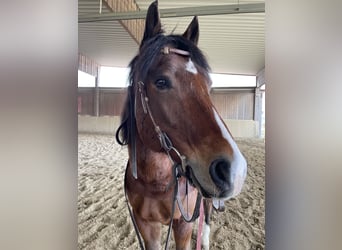 American Paint Horse, Ruin, 17 Jaar, 156 cm, Bruin